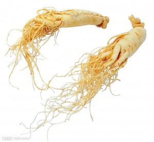 panax ginseng root